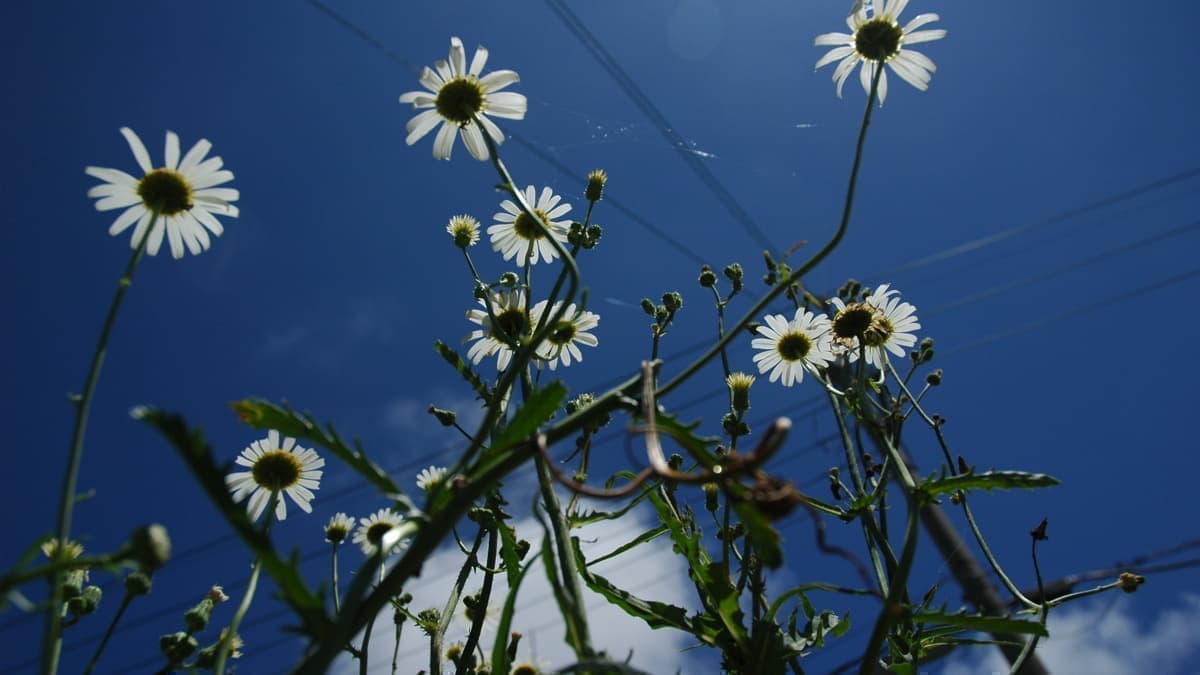 きれいな花